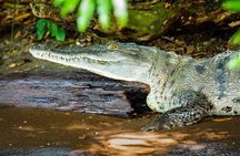 Private Tour to Monkey Island and Sloth Sanctuary in Gamboa