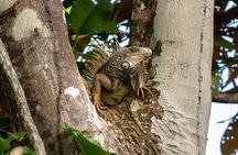 Private Tour to Monkey Island and Sloth Sanctuary in Gamboa