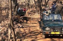 Jaipur to Ranthambore National Park Same Day Tour