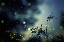 Private Kuala Lumpur Fairy Firefly And Monkey Hill Tour