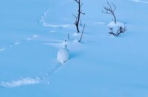 Castner Glacier Ice Cave Adventure from Fairbanks 