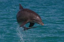 Biologist Owned & Operated: Dolphin Watching & Guided Snorkeling