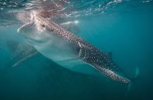 Whale Shark Swimming Adventure: Small Group with Marine Biologist