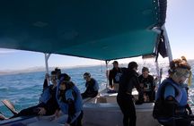 Whale Shark Swimming Adventure: Small Group with Marine Biologist