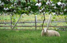Private Wine Tasting Tour in Yamanashi Prefecture