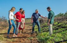 Winery Tour and Tasting in Tenerife with the Sommelier