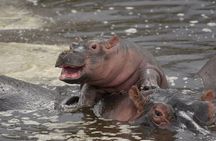 Big Five Luxury 7 Days Safari Tour in Arusha 
