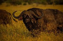 7 Days Elephant Safari Experience in Arusha