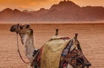 5 in 1 Safari Quad, Camel, Show, Dinner & Stargazing in Sharm 