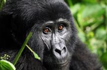 Gorilla Trekking Adventure - A Day trip (Only transfer)