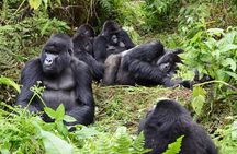 Gorilla Trekking Adventure - A Day trip (Only transfer)