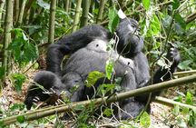 Gorilla Trekking Adventure - A Day trip (Only transfer)