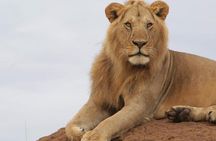 3 Days Masai Mara Flight Safari
