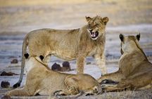 10-Day Expedition to Victoria Falls-Hwange & Chobe National park