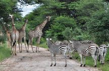 From Victoria Falls: Hwange National Park Day Safari