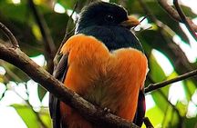 Monteverde Cloud Forest serching for the Quetzal