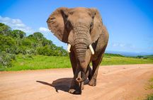 Schotia Game Reserve Tour with Port Pickup, Next to Addo Park
