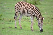 Schotia Game Reserve Tour with Port Pickup, Next to Addo Park