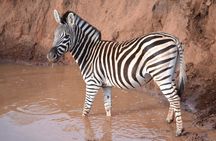 Schotia Game Reserve Tour with Port Pickup, Next to Addo Park