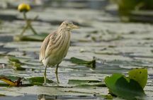 Explore Skadar Lake in Private 2 hour Boat Cruise