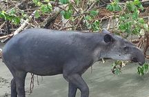 Tour in Corcovado National Park San Pedrillo Station