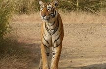 Ranthambore Jeep Safari