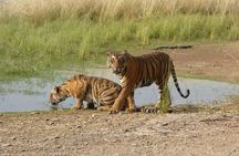 Ranthambore Jeep Safari