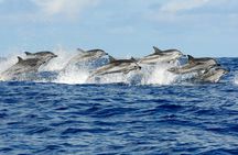 Dolphin tour, Jozani Forest, Jambiani Kuza Cave, Paje Beach &The Rock restaurent