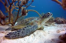 Private First-Time Dive on Aruba’s Reef and Wreck Site