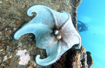 Private First-Time Dive on Aruba’s Reef and Wreck Site