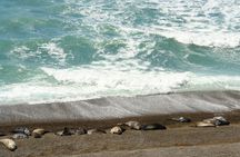 Shore Excursion Peninsula Valdes cruise passengers Puerto Madryn