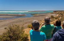Shore Excursion Peninsula Valdes cruise passengers Puerto Madryn
