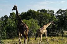 3-Day Masai Mara Safari Jeep Tour