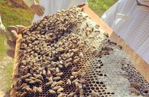 Grand Cayman Beekeeping Experience – Hands-On Hive Tour
