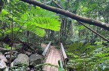 El Yunque National Forest Guided Tour with Transport