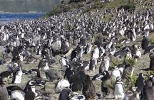 Ushuaia: Beagle Walk Among Penguins Navigation to Isla de Lobos