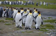 Ushuaia: Beagle Walk Among Penguins Navigation to Isla de Lobos