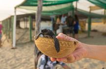 Baby Turtle Release Tour + Pick up + Courtesy in Puerto Escondido!