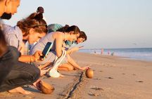 Baby Turtle Release Tour + Pick up + Courtesy in Puerto Escondido!