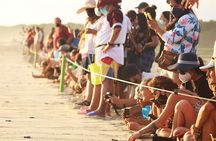 Baby Turtle Release Tour + Pick up + Courtesy in Puerto Escondido!