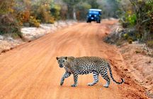 Half Day Activity in Yala Safari