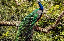 Half Day Activity in Yala Safari