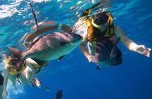 Snorkel along the coast, explore two reefs by Chivis del Mar 
