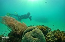 PRO-SNORKELING to Explore The Coral Jungle REEF (MAX 10 PAX)
