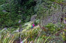 Breakfast Bushwalk in Norfolk Island