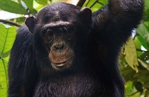 4 Day Tour Kibale Forest National Park and Gorilla Trekking