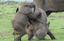 3 Day Private 4x4 Jeep Tour in Masai Mara Safari