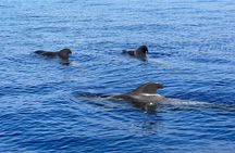 Whale and dolphin watching tour Los Gigantes and Masca in small groups