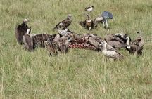 3 Day Private 4x4 Jeep Tour in Masai Mara Safari