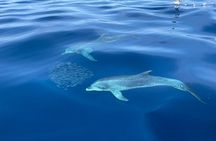 Whale and dolphin watching tour Los Gigantes and Masca in small groups